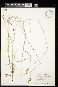Carex merritt-fernaldii image