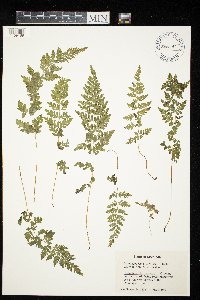 Cystopteris laurentiana image