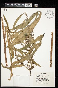 Rumex verticillatus image