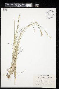 Carex bromoides image