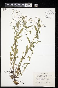 Myosotis sylvatica image