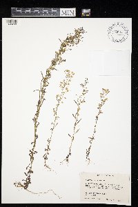 thumbnail image of current specimen