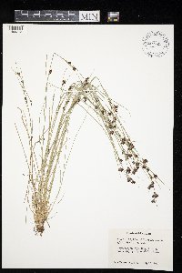 Rhynchospora capitellata image