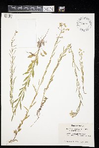 Conyza canadensis image