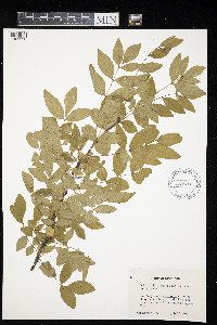 Zanthoxylum americanum image