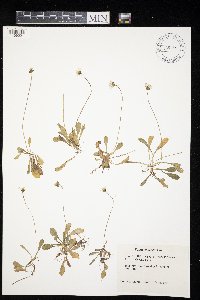 Bellis perennis image