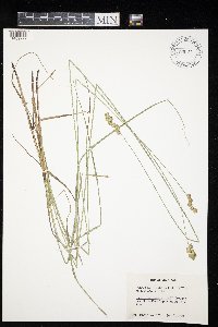 Carex merritt-fernaldii image