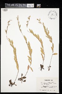 Oenothera perennis image