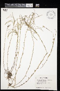 Boechera grahamii image