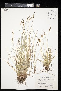 Carex lucorum image