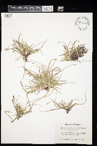 Carex tonsa var. tonsa image