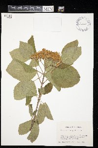 Viburnum lantana image