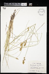 Carex adusta image