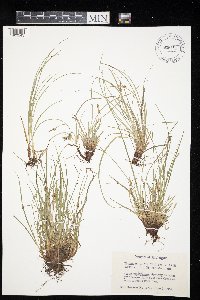 Carex tonsa image