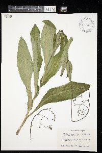 Cynoglossum virginianum var. boreale image