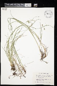 Carex magellanica image