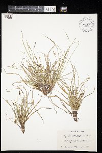Carex tonsa image