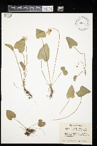 Viola novae-angliae image