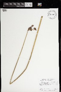 thumbnail image of current specimen