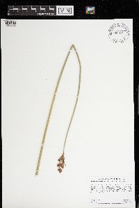 Schoenoplectus acutus image