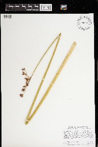 Schoenoplectus acutus image