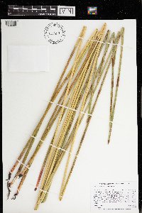 Eleocharis palustris image