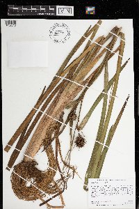 Sparganium eurycarpum image