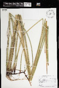 Eleocharis palustris image