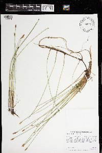 Eleocharis palustris image