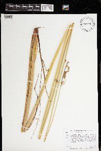 Schoenoplectus heterochaetus image