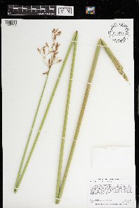 Schoenoplectus heterochaetus image