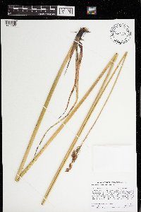 Schoenoplectus heterochaetus image