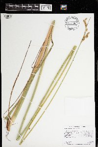 Schoenoplectus heterochaetus image