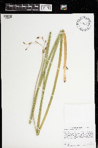 Schoenoplectus heterochaetus image