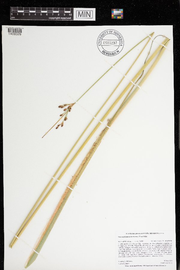 Schoenoplectus image