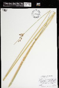 Schoenoplectus heterochaetus image