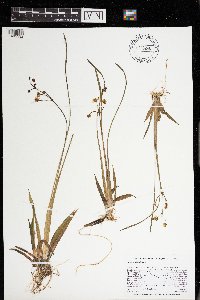 Sagittaria cristata image