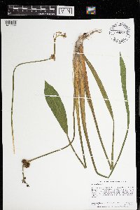 Sagittaria rigida image