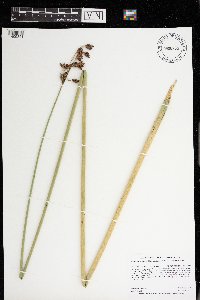 Thumbnail image of current specimen