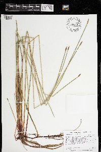 Eleocharis palustris image