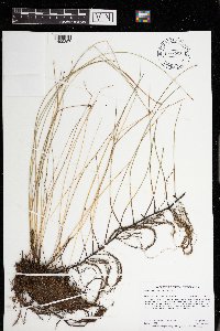 Eleocharis palustris image