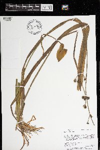 Sagittaria cuneata image