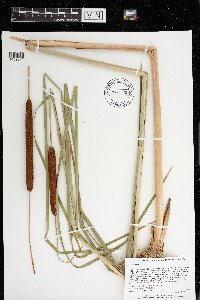 Typha angustifolia image