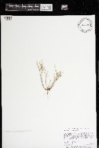 Arenaria serpyllifolia image
