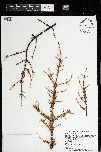 Arceuthobium pusillum image