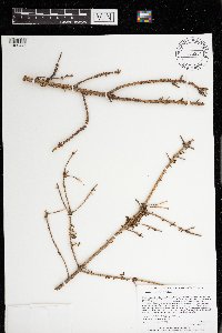 Arceuthobium pusillum image