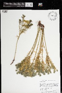 Thumbnail image of current specimen