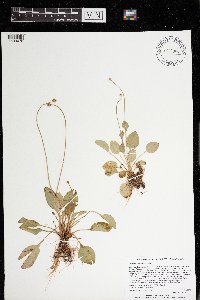 Parnassia glauca image