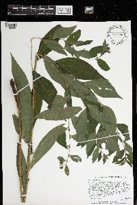 Lithospermum latifolium image