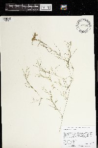 Potamogeton vaseyi image